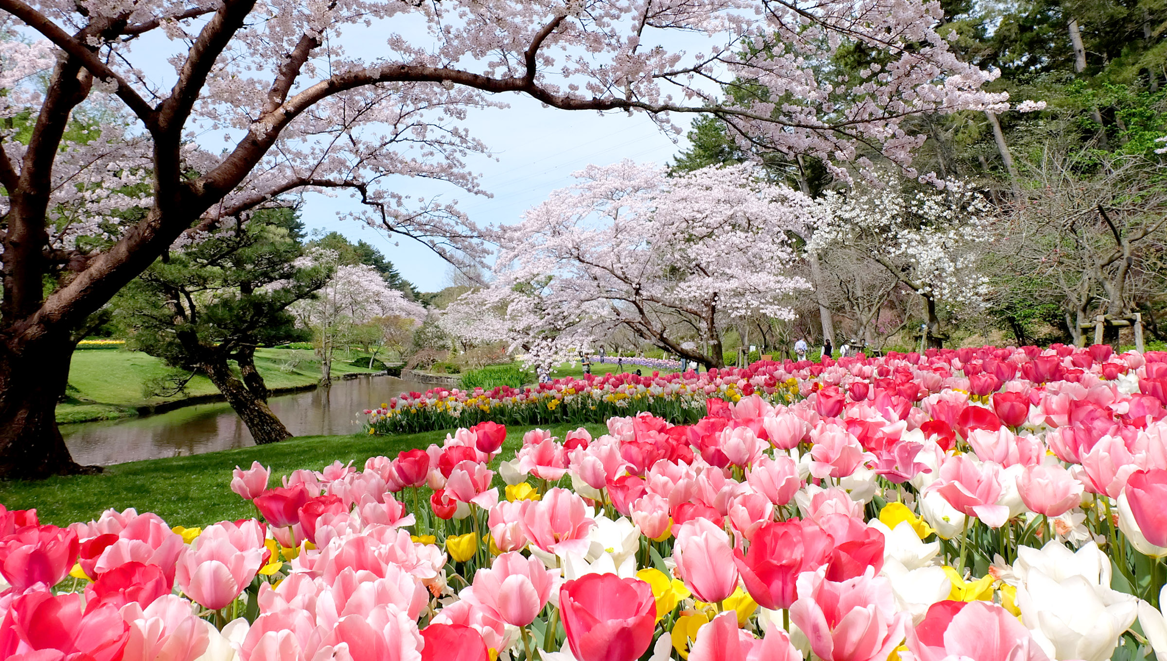 Khai mạc lễ hội hoa hồ Hamana! Điểm thăm quan vào tháng 3 ~ 4? – Through  Hamamatsu, Meet Japan