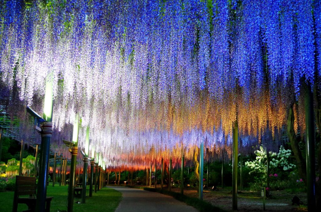 HamamatsuFlowerPark_LateApril2