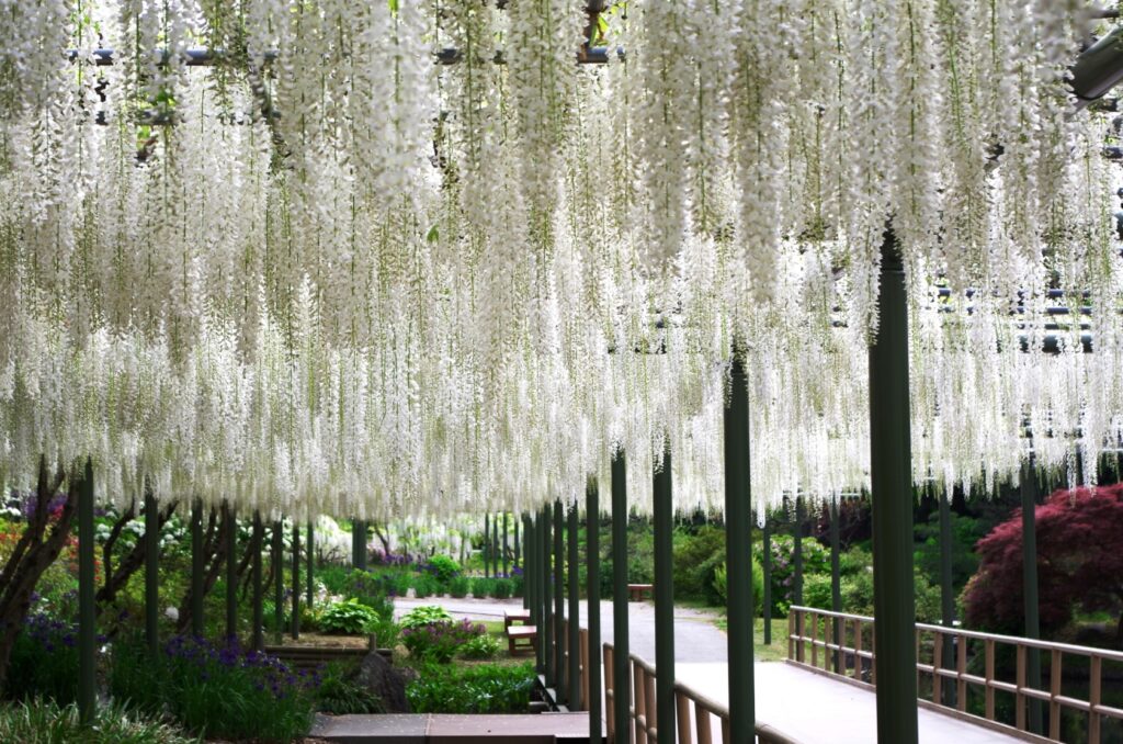 HamamatsuFlowerPark_LateApril3