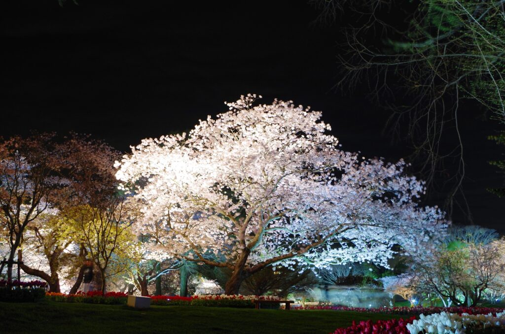 HamamatsuFlowerPark_LateMarch5